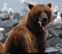 Photo by Albumeditions | Not in a City  Alaska, Wildlife, Bears